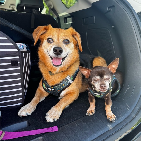 Meet your Posher, Jacklyn - Picture 2 of 2